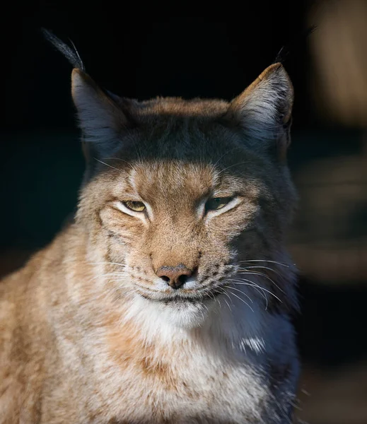 Portrait Lynx Sun — Fotografia de Stock
