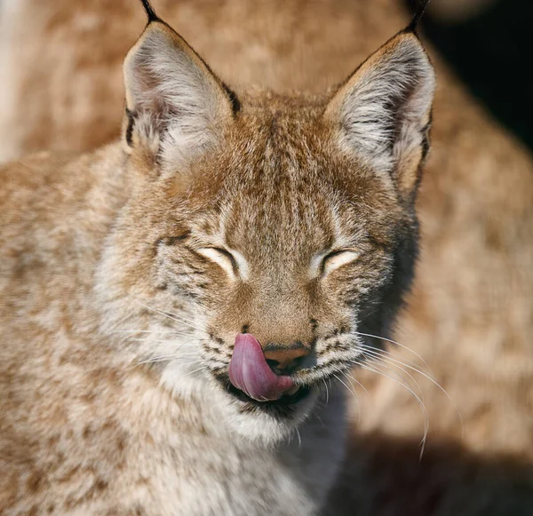 Portrait Lynx Sitting Street Tongue Sticking Out Sunny Day — 스톡 사진