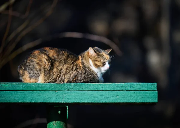 Eine Erwachsene Straßenkatze Entspannt Sich Einem Sonnigen Tag Der Natur — Stockfoto
