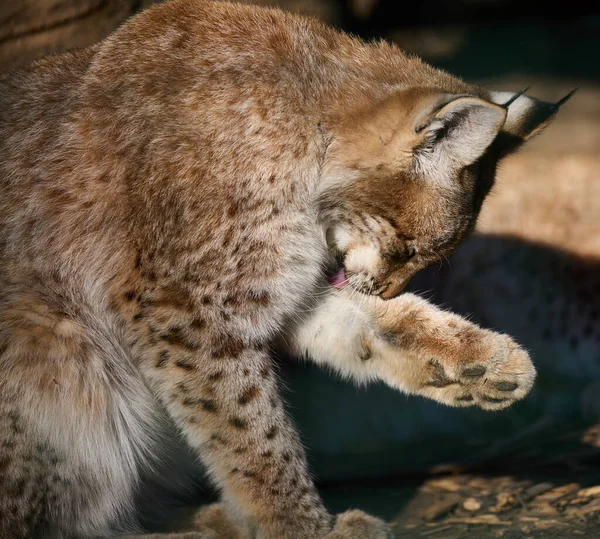 Lynx Sentado Lambendo Sua Pata Dianteira Dia Primavera — Fotografia de Stock