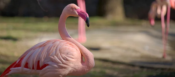 Rosa Flamingo Står Naturen Vild Fågel — Stockfoto