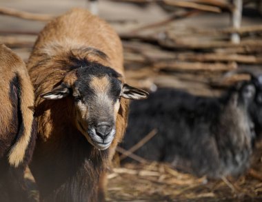 Portrait of a ram, artiodactyl animal in nature