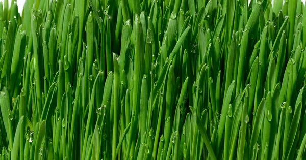 Зеленая Пшеница Капельками Воды Макро — стоковое фото