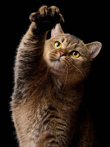 Ενηλίκων Γκρι Γάτα Έθεσε Μπροστινό Πόδι Του Μαύρο Φόντο — Φωτογραφία Αρχείου