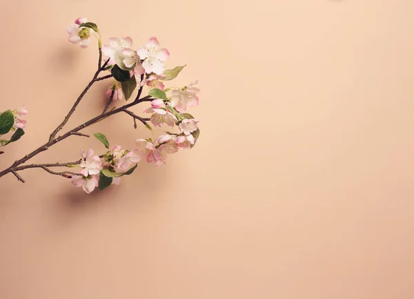 Branch Textile Cherry Blossoms Beige Background Home Decor Copy Space — Stock Photo, Image