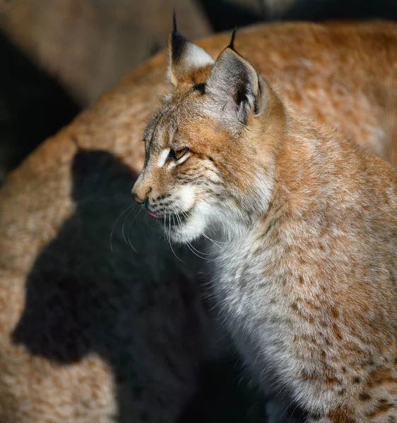 Portrait Lynx Assis Profil Dans Rue Journée Ensoleillée — Photo