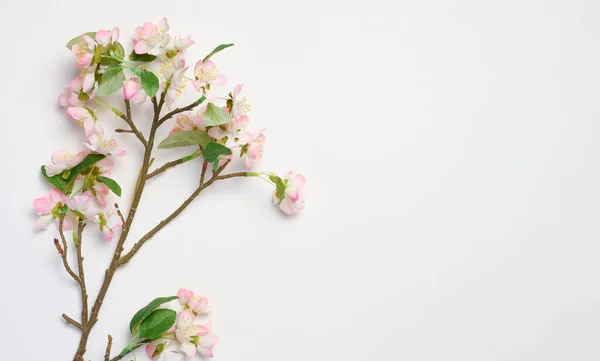 Branch Textile Cherry Blossoms White Background Top View Home Decor — Stock Photo, Image