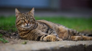 Yetişkin gri bir kedi yerde yatar ve dinlenir.