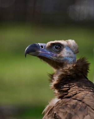 Doğadaki siyah bir griffin kuşunun portresi. Yaklaş.