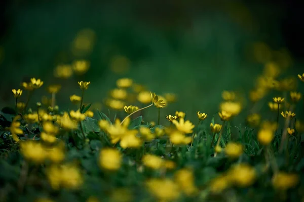 Gramado Com Grama Verde Flores Amarelas Primavera Chistyak Buttercup Primavera — Fotografia de Stock