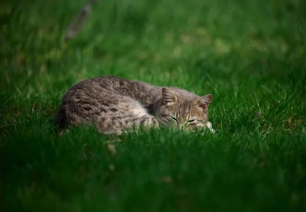 Erwachsene Graue Katze Schläft Einem Sonnigen Tag Auf Einem Grünen — Stockfoto