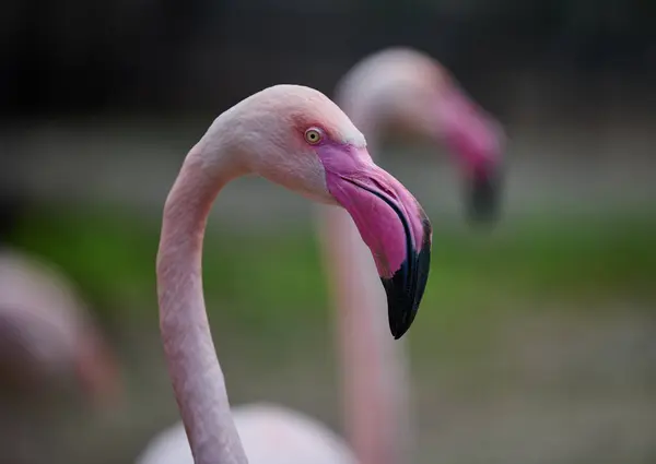 Pink Flamingo Stands Nature Wild Bird — Stok fotoğraf