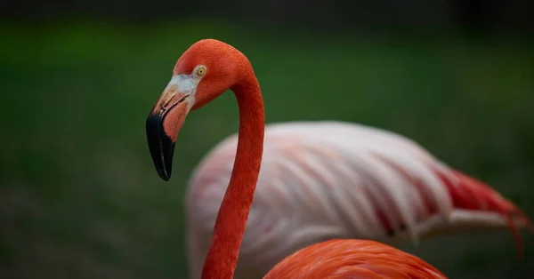 Röd Flamingo Står Naturen Vild Fågel — Stockfoto
