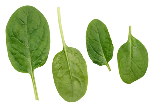 Zelený Špenát Listí Bílém Izolovaném Pozadí Přísada Salátu — Stock fotografie