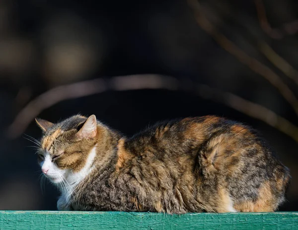 Gato Rua Adulto Está Relaxando Natureza Dia Ensolarado — Fotografia de Stock