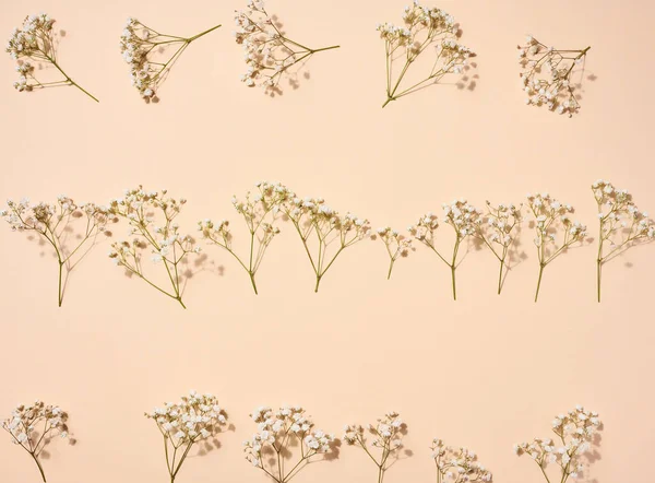 Stock image Gypsophilia branch with white flowers on a beige background, top view