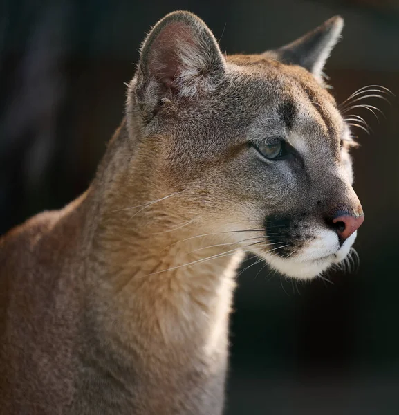 Retrato Uma Puma Fêmea Adulta Dia Primavera — Fotografia de Stock