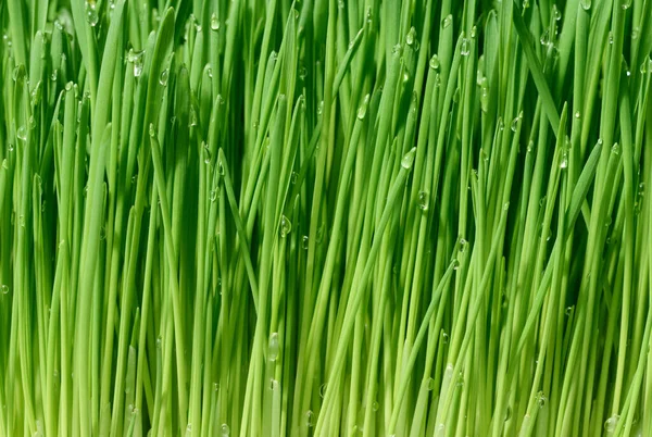 Grüner Weizen Keimt Mit Wassertropfen Makro — Stockfoto