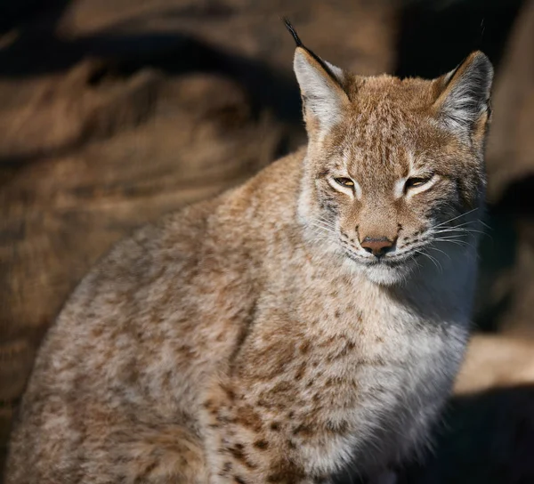 Portrait Lynx Sun — ストック写真