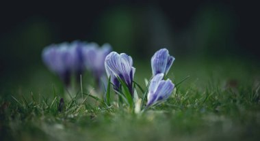 Bahçede yeşil yapraklı mavi timsahlar, bahar çiçekleri