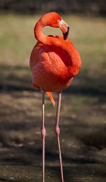 Pink Flamingo Stands Nature Wild Bird — Stok fotoğraf