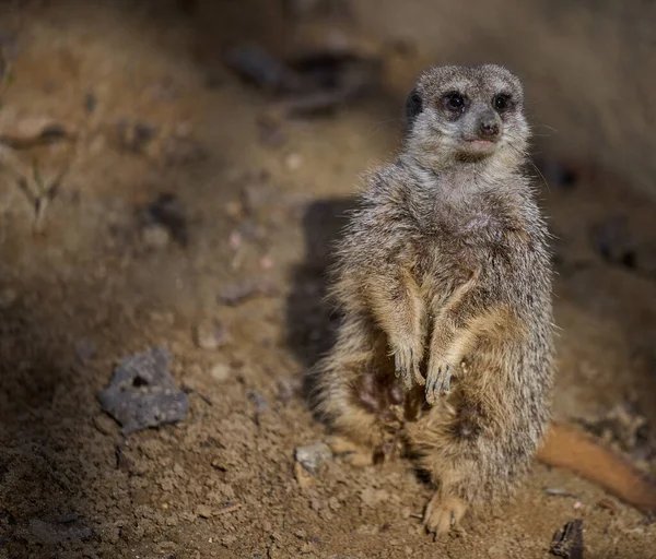 Meerkat Stands Looks Ahead Spring Day — Stock Photo, Image