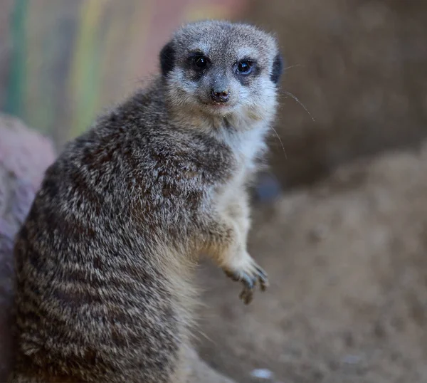 Meerkat Stands Looks Ahead Spring Day — Stock Photo, Image