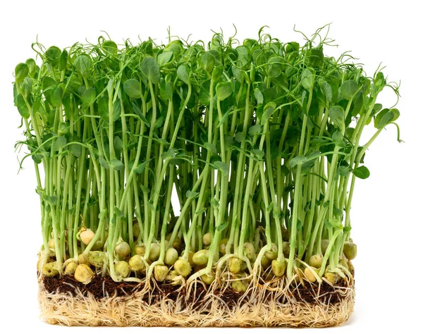 Biji Kacang Polong Tumbuh Pada Latar Belakang Putih Microgreens Untuk — Stok Foto