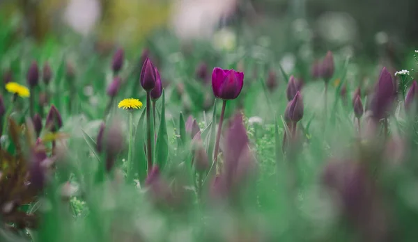 Tulipanes Morados Césped Con Hierba Verde —  Fotos de Stock