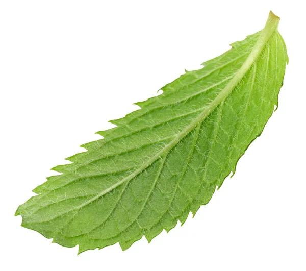 Green Mint Leaf White Isolated Background — Stock Photo, Image
