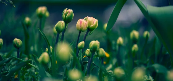 Tulipán Sin Abrir Parque Día Verano —  Fotos de Stock