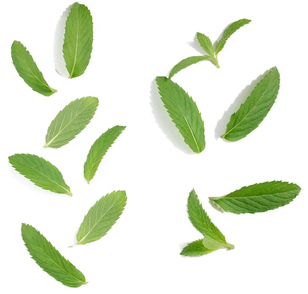Πράσινο Φύλλο Δυόσμου Λευκό Απομονωμένο Φόντο Κοντινό — Φωτογραφία Αρχείου
