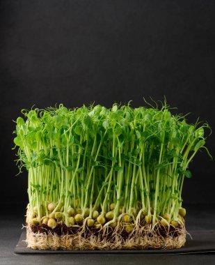 Siyah arka planda bezelye tohumları, salata için mikro yeşiller, detoks