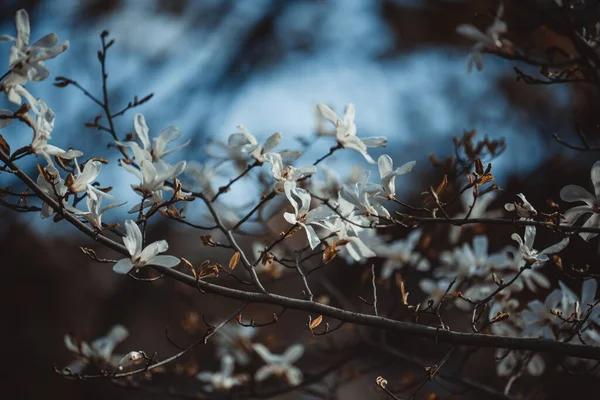 Busch Mit Weißen Magnolien Park Frühlingstag — Stockfoto