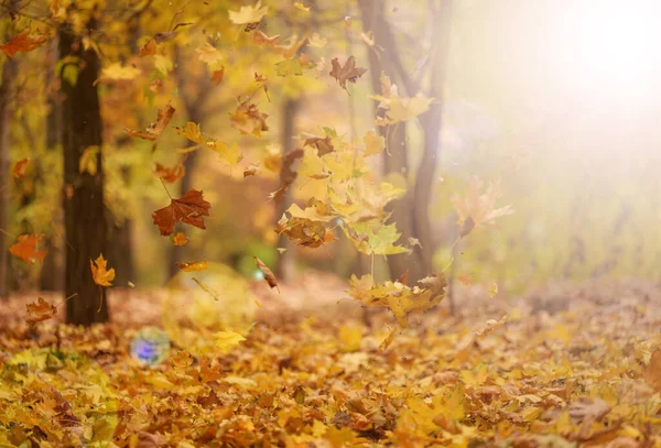Złote Suche Liście Klonu Krążące Powietrzu Nad Ziemią Jesienny Krajobraz — Zdjęcie stockowe