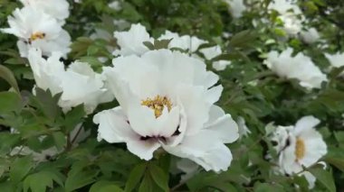 Yeşil yaprakları ve beyaz çiçekleri olan ağaçlı şakayık çalılar.