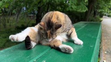 Yetişkin bir kedi bankta oturur ve kürkünü yalar.