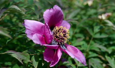 Parkta yeşil yaprakları ve pembe çiçekleri olan şakayık çalısı.