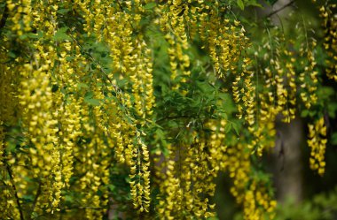 Laburnum ağacı ya da parkta bir bahar günü altın yağmuru