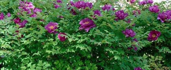 Arbusto Peônia Árvore Com Folhas Verdes Flores Cor Rosa Parque — Fotografia de Stock