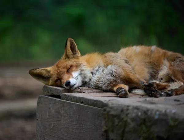 Adult red fox sleeping in nature, close up