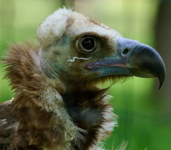Doğadaki Siyah Bir Griffin Kuşunun Portresi Yaklaş — Stok fotoğraf