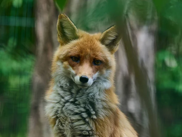 Retrato Uma Raposa Vermelha Selvagem Folhagem Verde — Fotografia de Stock