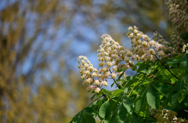 Gałęzie Kasztana Zielonymi Liśćmi Klastrami Kwiatowymi — Zdjęcie stockowe