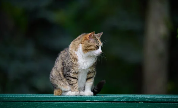 Adult Street Cat Relaxing Nature Sunny Day — Photo