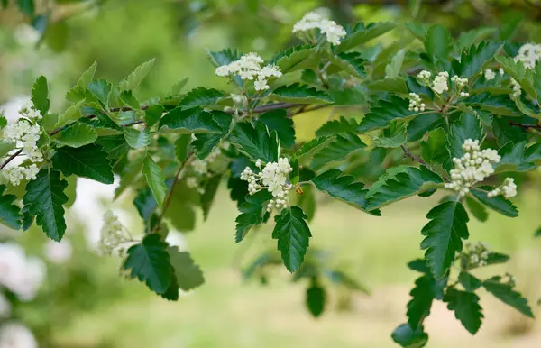 Rowan Drzewo Białymi Kwiatami Zielonymi Liśćmi — Zdjęcie stockowe