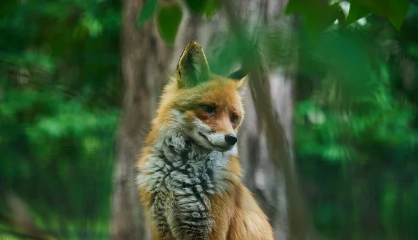 緑の葉の野生の赤狐の肖像画 — ストック写真