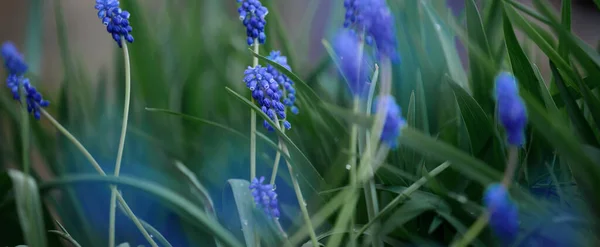 Fiore Blu Muscari Fiore Giacinto Topo Primo Piano — Foto Stock