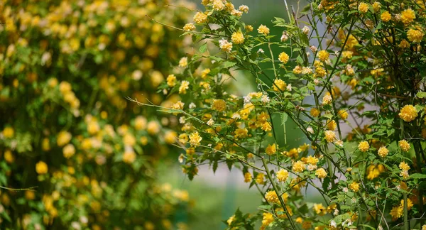 Gran Arbusto Kerria Japonica Con Flores Amarillas Jardín Día Primavera — Foto de Stock