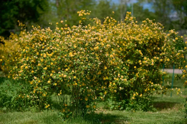 Stor Buske Kerria Japonica Med Gula Blommor Trädgården Vårdag — Stockfoto